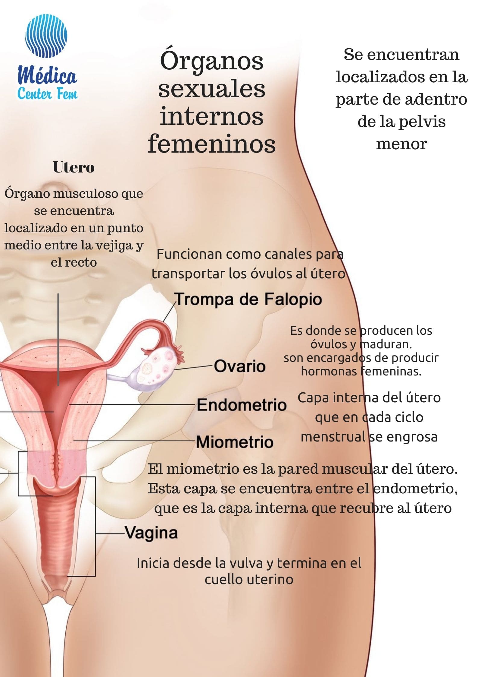 Anatom A Del Aparato Reproductor Femenino I Genitales Internos My Xxx